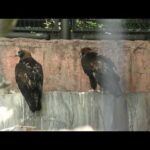 ニホンイヌワシ (天王寺動物園) 2021年6月25日(YouTube)