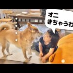 悪さをする柴犬に2歳娘が説教をし始めた(YouTube)