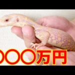 我が家の高額生体ランキング！トップ７！(YouTube)