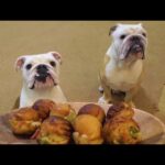 ブルドッグにタコ焼き食べさせてみた！！！(YouTube)