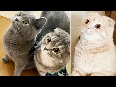 猫たちのお腹をペコペコにするとこうなります…(YouTube)
