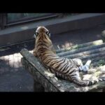 アムールトラの発情様発声：多摩動物公園(YouTube)