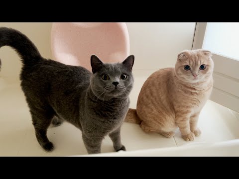 信じられない特技を習得しました笑(YouTube)