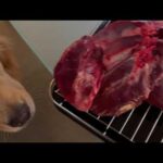 しかにくをまるごと焼いた日(YouTube)