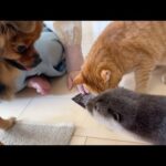 おやつをあげようとするとカワウソも猫も犬も集まって大変なことになる(YouTube)