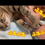 お腹を揉むとふみふみしちゃう猫がかわいい(YouTube)