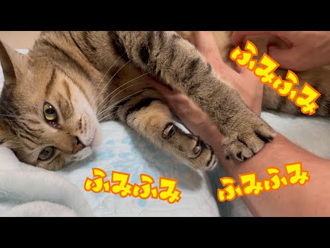 お腹を揉むとふみふみしちゃう猫がかわいい(YouTube)