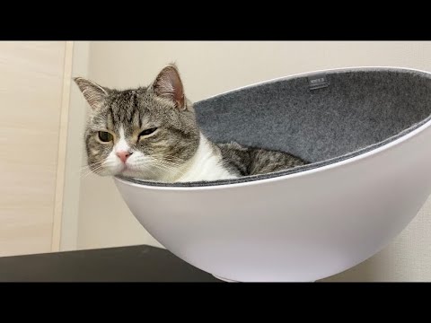 一日中お留守番させられた猫がすねてこうなっちゃいました…(YouTube)