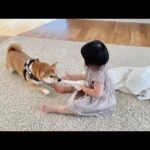 新居をガリガリし早速怒られる柴犬(YouTube)