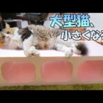 特大サイズの発泡ブロックで大型猫のボス吉がまるで子猫のように‥(YouTube)