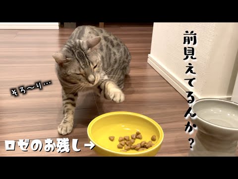 目をつむる事で隠れて盗みをしているつもりになっている猫(YouTube)