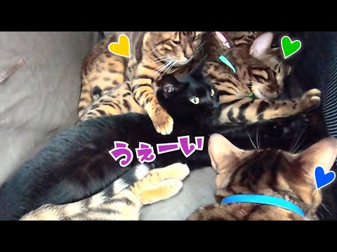 自宅へ帰る車内が黒猫ナナのハーレムになっております(YouTube)
