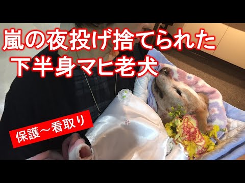 動物保護管理所に不法投棄のように投げ込まれた老犬は…(YouTube)