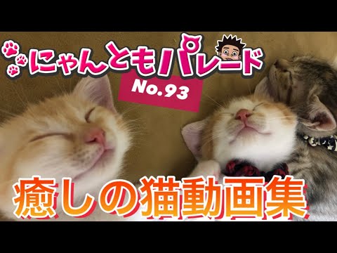 今日の癒される猫ちゃん動画集！No.93【にゃんともパレード】(YouTube)