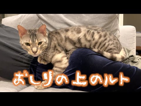 妻のおしりの上で寝たいルト(YouTube)