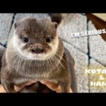 思わず笑ってしまうカワウソコタローのちょっとおバカな日常　Life with Otters is Full of Laughs(YouTube)