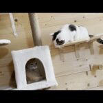 先住猫を見つけたときの態度が図々しい猫(YouTube)