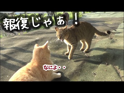 威勢よく突っかかってみたがやり返される猫(YouTube)