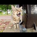 うずまき尻尾がチャームポイントのキジトラ猫が可愛い声で甘えてきた(YouTube)