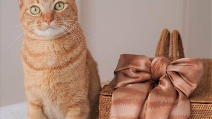 好みの猫と一緒にリンクコーデを楽しめる！茶トラ・三毛猫・ハチワレ柄のスカーフが登場(ブログ)