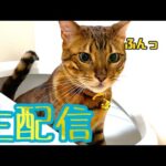 【生配信10/24】訳あって猫部屋からの生配信（パパさん不在）(YouTube)