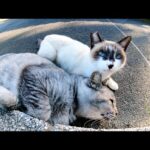 甘えん坊のシャム猫に密着されて窮屈そうにお昼寝するサバトラ猫(YouTube)