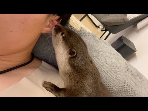 カワウソにお尻ぷりぷりされる飼い主(YouTube)