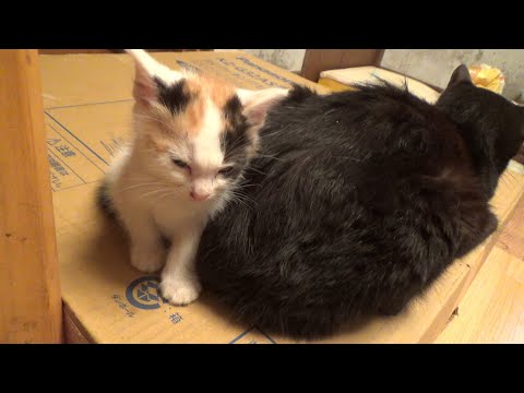 廃墟の保護猫ですが黒猫さんの事が大好きになりました(YouTube)