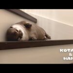 突然の大地震にショックを受けてしまったカワウソ　Otters Right After The Earthquake(YouTube)