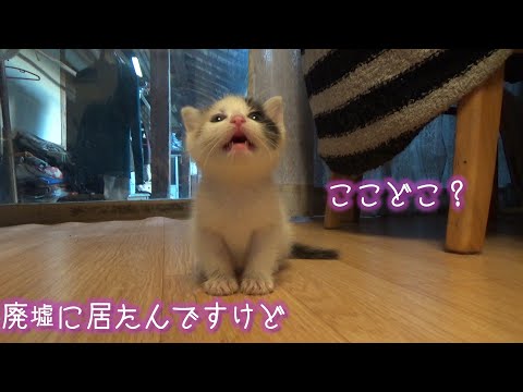 廃墟で鳴いていたら持って来られた保護猫(YouTube)