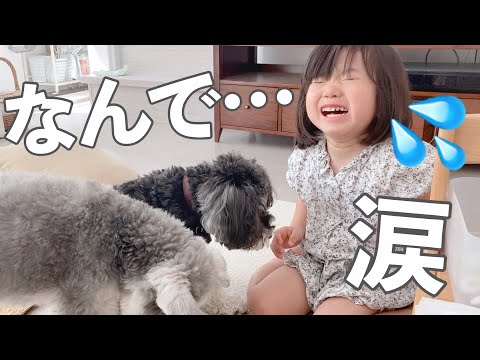 犬におやつをあげたいのに泣かされる3歳娘【シュナウザージジトト】(YouTube)
