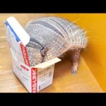ダム建設に全力で反対するアルマジロ(YouTube)