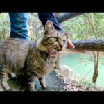 エメラルドグリーンの湖畔が見える橋で二匹の猫達が甘えてきた(YouTube)