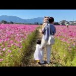 【三重旅】今年も家族で満開のコスモス畑を見に行くことができました(YouTube)