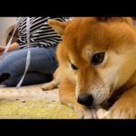 子猫にも容赦のない一面を見せ出す柴犬。(YouTube)
