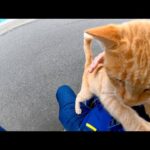 ベンチに茶トラ猫が座っていたので隣に座ってナデナデすると他の猫も集まってきた(YouTube)