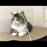 運動嫌いな猫にダイエットさせようとしたらこうなりましたw(YouTube)