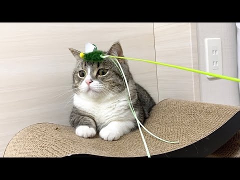 運動嫌いな猫にダイエットさせようとしたらこうなりましたw(YouTube)