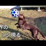 暴れサッカーを披露したいポテト【ラブラドールレトリバー】(YouTube)
