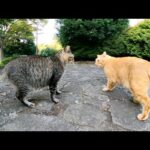 三匹の猫達が集まって「この人間、怪しくね？」と相談する(YouTube)