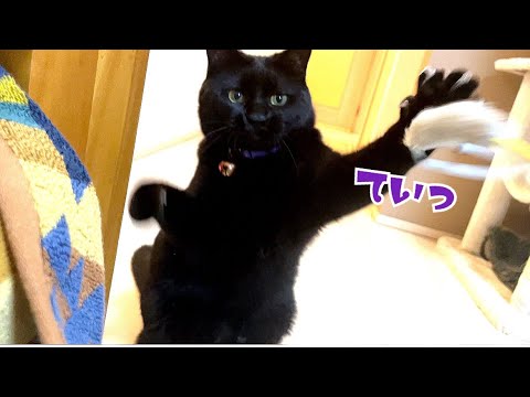 ナナちゃん高速ていていっ！ #shorts(YouTube)
