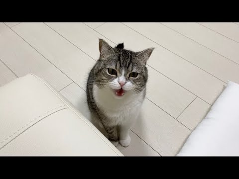 ずっと鳴き続けたら猫の声が枯れて出なくなっちゃいました…(YouTube)