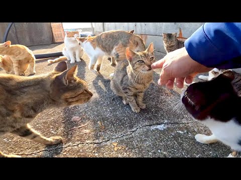 旅先で漁港に行ってみたら大規模な猫の集会が行われていた(YouTube)