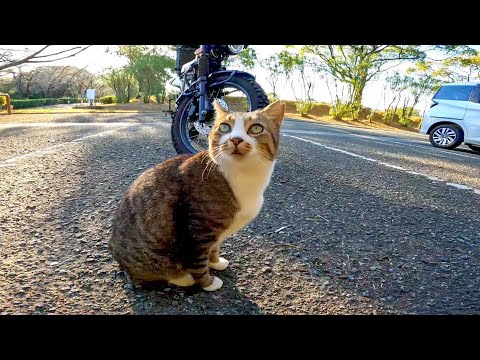 駐車場に野良猫がいたので近づいてナデナデしてきた(YouTube)