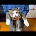 豆大福とオデコが生まれて3年で体重が約40倍になりました。(YouTube)