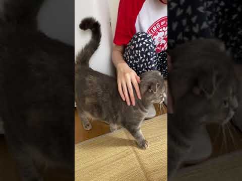 【再アップ】大嫌いなお風呂に入る必要性が理由が分かる映像です…笑 #Shorts(YouTube)