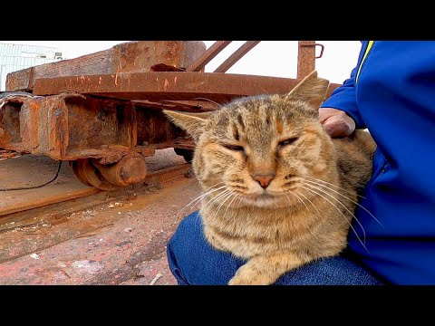 漁港の舟置場に集まる野良猫たちをナデナデしたら喜んで膝の上に乗ってきた(YouTube)