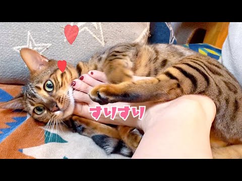 手じゃなく足で撫でろと催促してくるお嬢猫が可愛い(YouTube)
