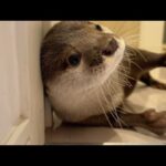 扉を自分で開けて飼い主に会いに行きまくるカワウソが可愛い！(YouTube)