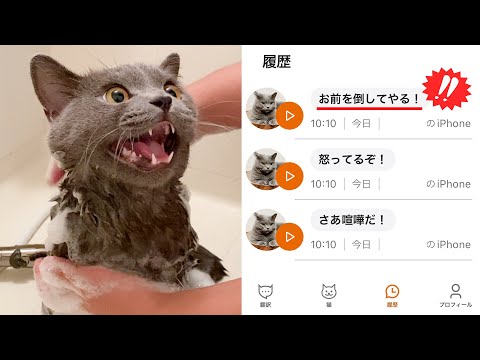 話題の猫語翻訳アプリを使ってみたら、猫の本音がヤバすぎた笑(YouTube)